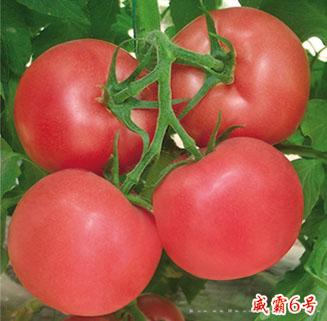 供应威霸6号—番茄种子 