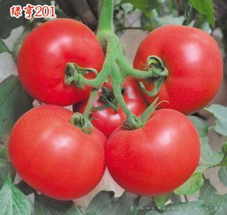 供应绿亨201—番茄种子 