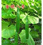 黄瓜种子--金优八号
