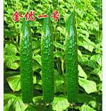 黄瓜种子--金优一号