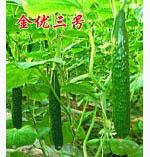 黄瓜种子--金优三号