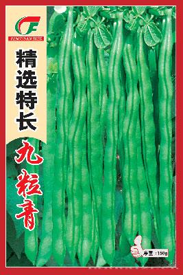 精选特长九粒青