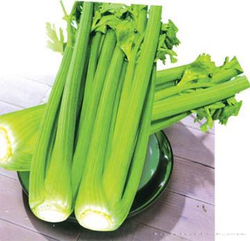 皇冠西芹——西芹种子