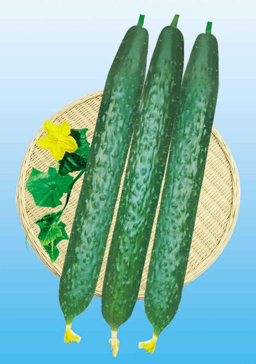 供应 津正A206-2—黄瓜种子 