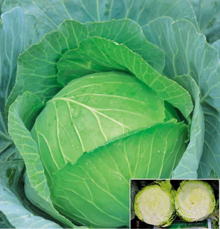 供应珍绿—甘蓝种子 