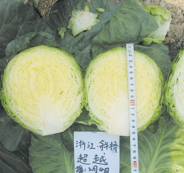 供应超越—甘蓝种子 