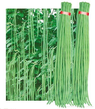 供应早熟全能—豇豆种子 