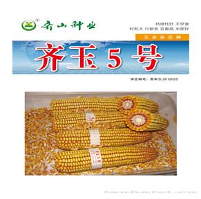 齐玉5号