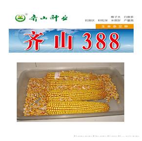 齐山388.