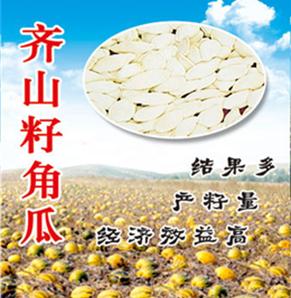齐山籽角瓜