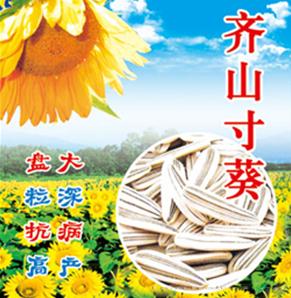 齐山寸葵