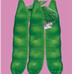齐山冠军豆