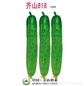 齐山818