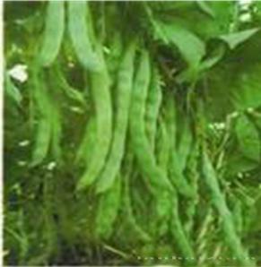 蔓生宽荚油豆王