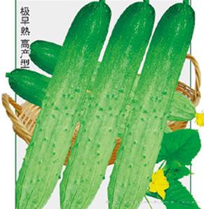 碧玉春