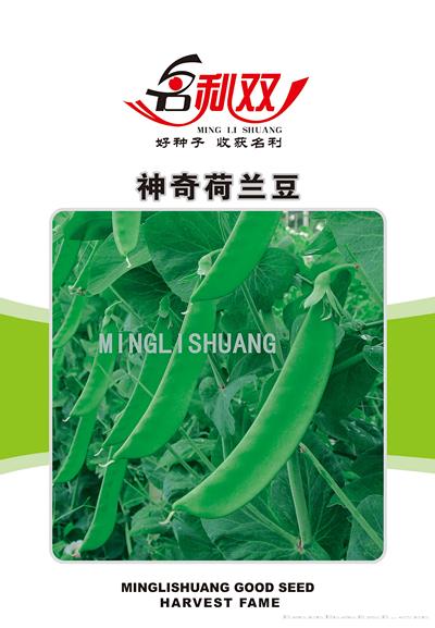 神奇——荷兰豆