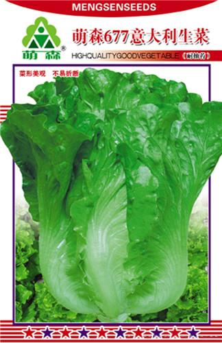 萌森677意大利生菜