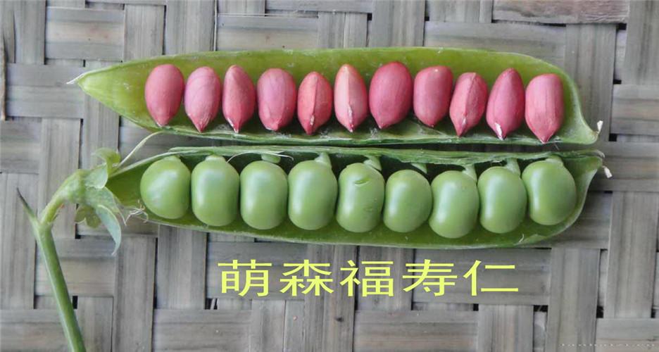 福寿仁
