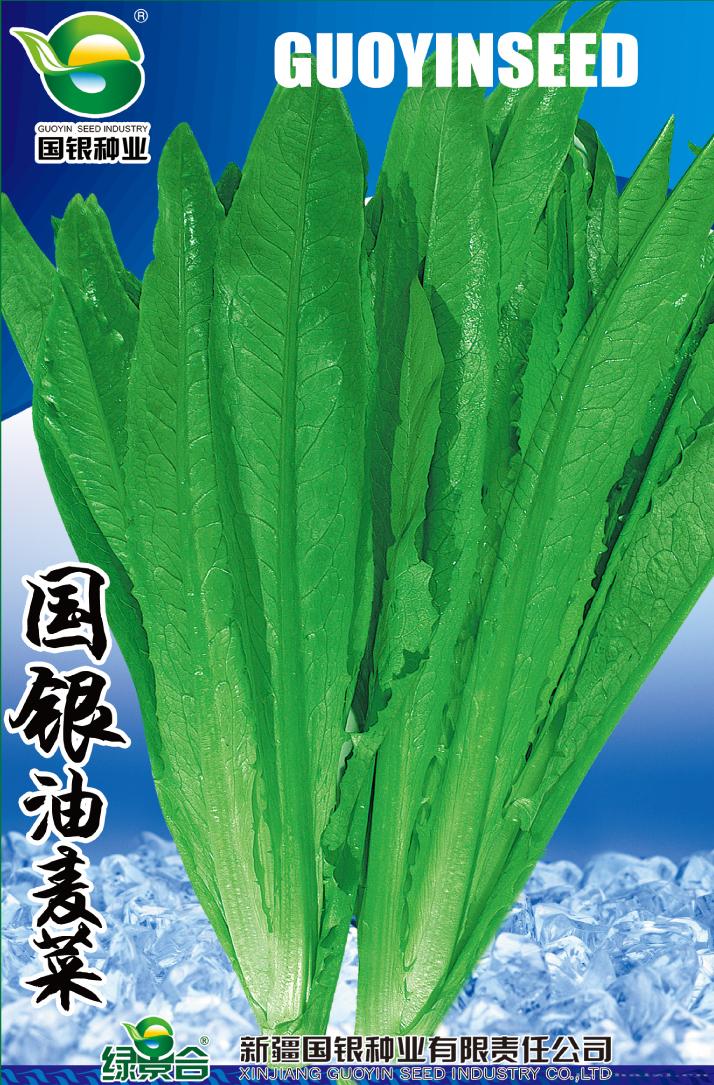 国银油麦菜