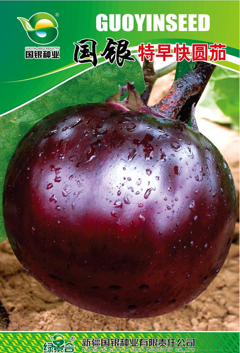 国银特早快圆茄