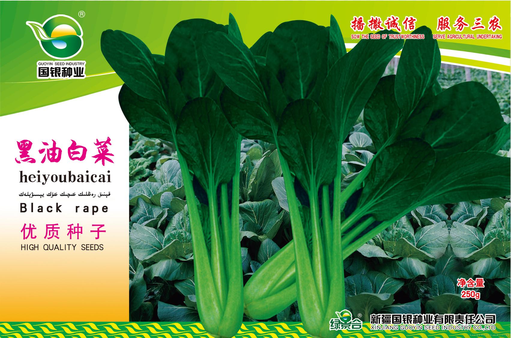 国银油麦菜