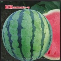 国银花皮红肉无籽一号
