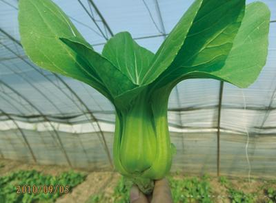 供应强势青梗菜—青梗菜种子 