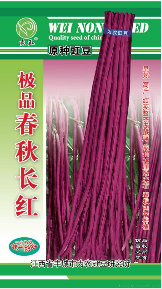 极品春秋长红——豇豆种子 