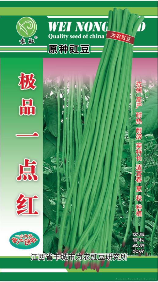 极品一点红——豇豆种子 