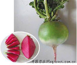 供应红欣—萝卜种子 