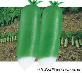 供应青脆—萝卜种子 