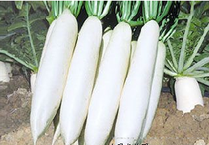 供应玉春剑—萝卜种子 