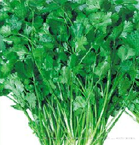 供应罗马速生—香菜种子 