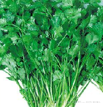 供应奥林—香菜种子 