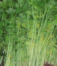供应速生玉芹—芹菜种子 