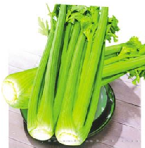 供应皇帝西芹—芹菜种子 