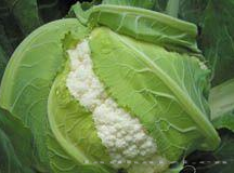 供应雪弗兰—花椰菜种子 