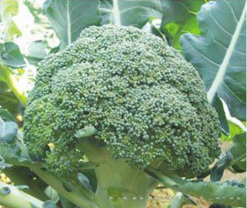 供应碧云杉—青花菜种子 