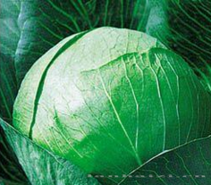 供应冬の雅—甘蓝种子 