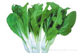 供应白箭1号—菜薹种子 