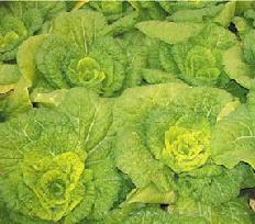 供应杂交黄心菜—菜薹种子 