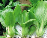 供应华春—青梗菜种子 