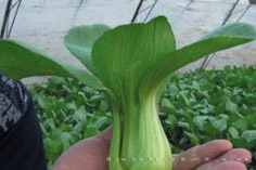 供应华新—青梗菜种子 