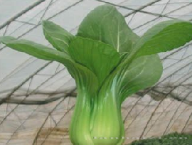供应华丽—青梗菜种子 