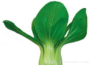 供应华优—青梗菜种子 