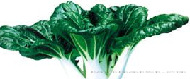 供应绿香奶白—青梗菜种子 