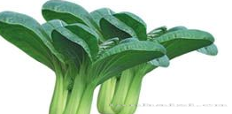 供应春冠—青梗菜种子 