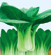供应夏抗—青梗菜种子 