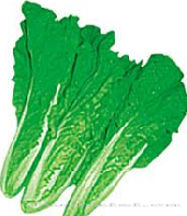 供应青毽快菜—白菜种子 