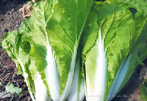 供应特快列车—白菜种子 